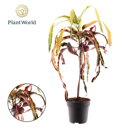 Croton Dreadlock - Codiaeum - ↕70cm - Ø19cm