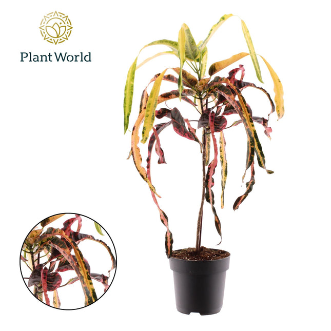Dreadlock Croton - Ø19cm - ↕70cm