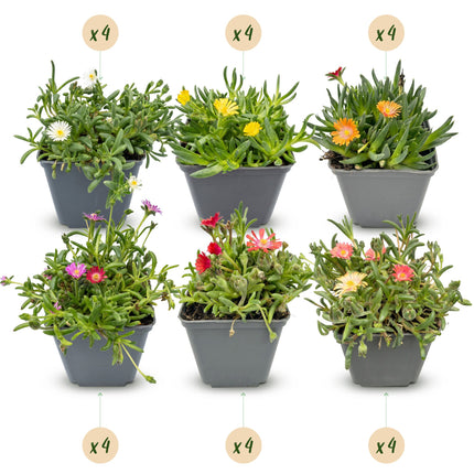 Delosperma mix - Ø7cm - ↕10-12cm - 24x