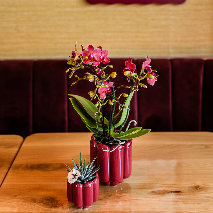 Kolibri Orchids | Rode Congo orchidee + Retro rood sierpot – potmaat Ø9cm | bloeiende kamerplant – vers van de kweker