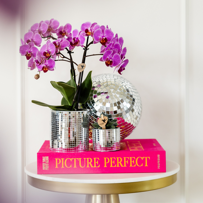 COMBI DEAL van 4 Roze Phalaenopsis orchideeën - Vienna - Ø9cm | bloeiende kamerplant