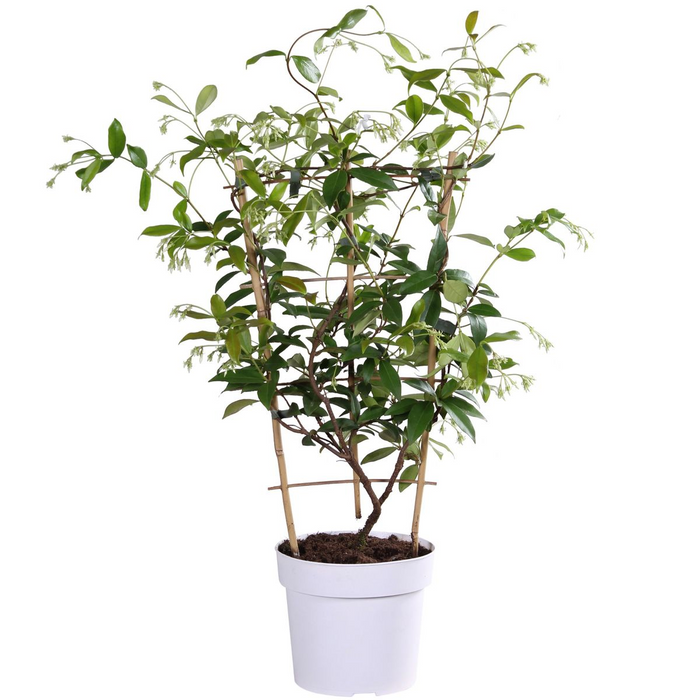 Trachelospermum 'Star of Toscana' - Toscaanse Jasmijn Geel - ↕65cm - Ø15cm