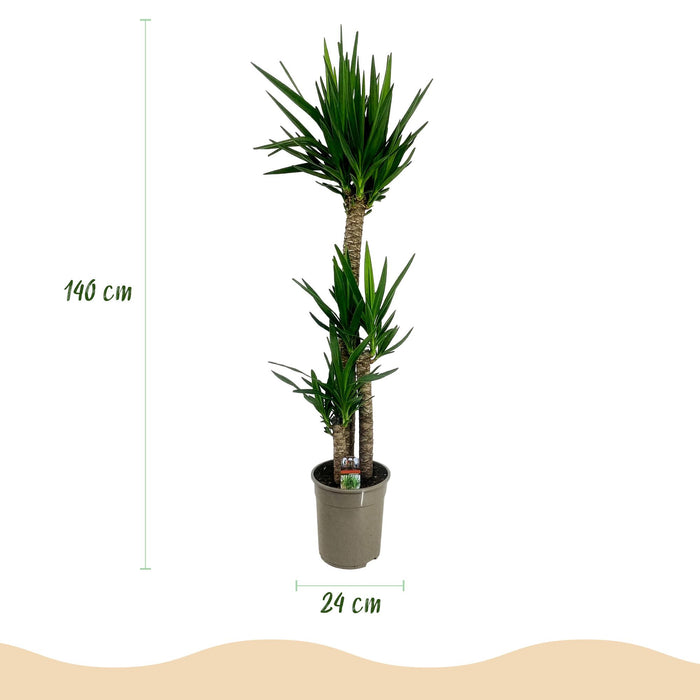 Yucca Elephantipes - ↕140cm - Ø24cm