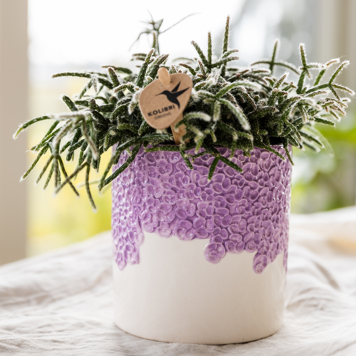Kolibri Company | Combi deal | Bloom sierpot paars – set 6cm + 9cm + 12cm