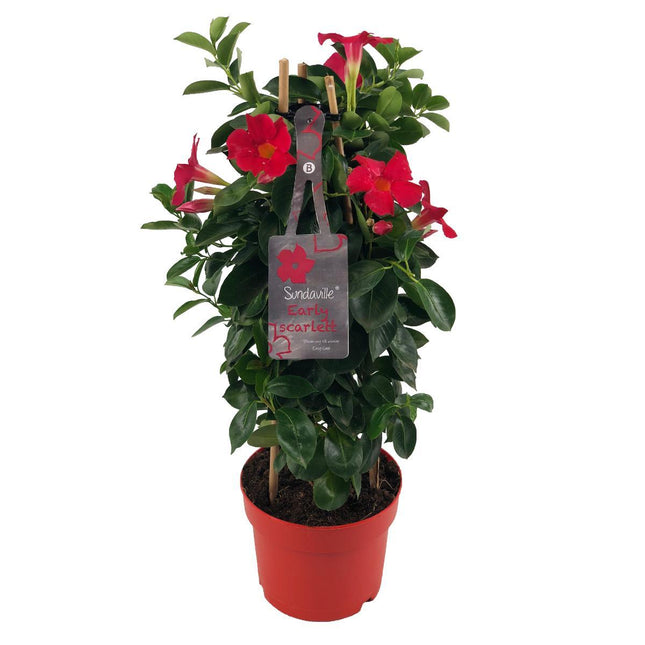 Mandevilla Sundaville Early Scarlet In Tower (Dipladenia) - Ø17cm - ↕55cm
