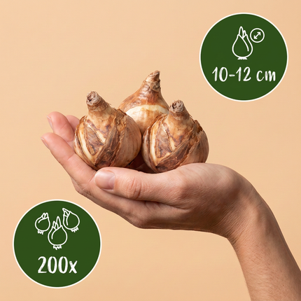 200x Narcissus Tete- A -Tete - Bloembollen - Dwergnarscis Tête-à-Tête - Geel - Voorjaarsbloeier - Bolmaat 10/12