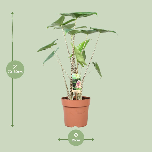Alocasia Zebrina - Olifantsoor - ↕80cm - Ø21cm