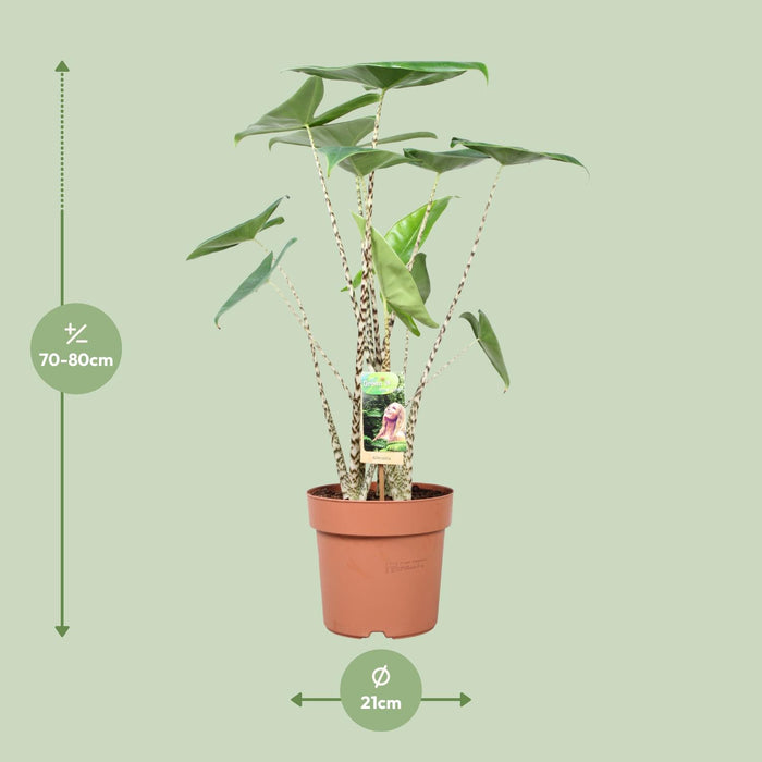 Alocasia Zebrina - Olifantsoor - ↕80cm - Ø21cm