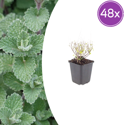 Calamintha nepeta - Bergsteenthijm - ↕10-25cm - Ø9cm - 48x