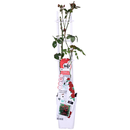 Rosa Crazy in love 'Red' - Red Rose - ↕65cm - Ø15cm
