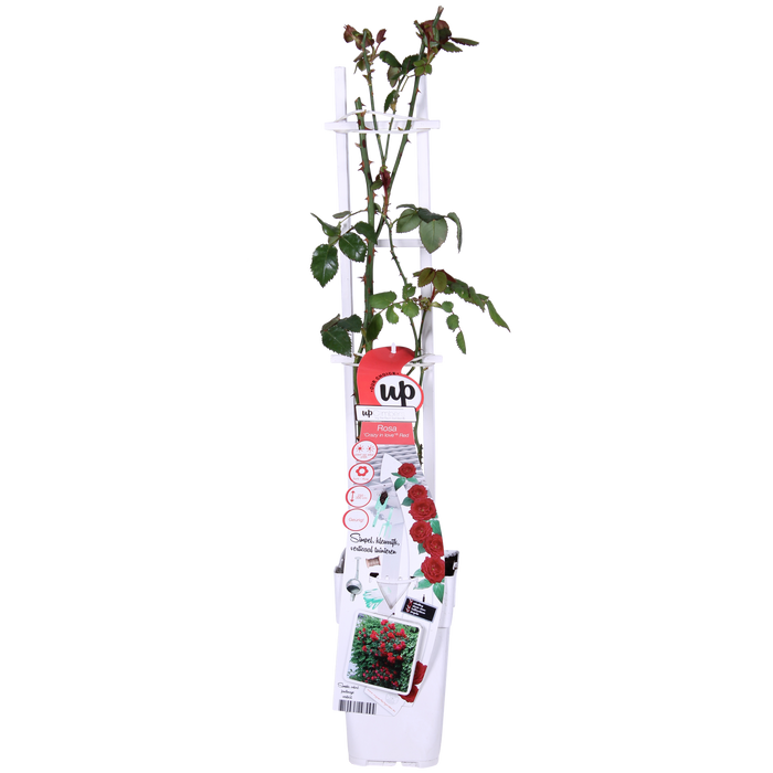 Rosa Crazy in love 'Red' - Rode Roos - ↕65cm - Ø15cm