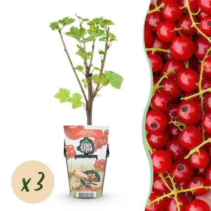 Ribes rubrum Jonkheer van Tets - Ribes rosso - ↕30-35 cm - Ø9cm - 3x