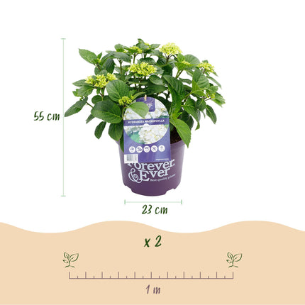 Hortensia - Hydrangea Forever & Ever - Wit - 7-12 Bloemen - 2x - ↕55cm - Ø23cm