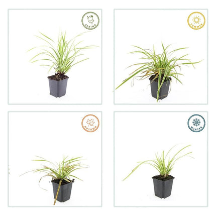 Carex morrowii 'Aureovariegata' - Zegge - ↕10-25cm - Ø9cm - 48x