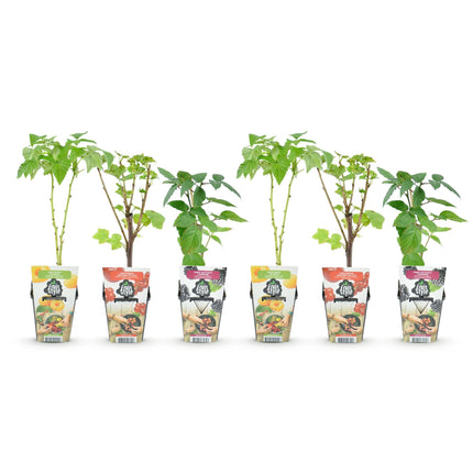 Obstpflanzen – Dreifarbig – Rote Johannisbeere – Gelbe Himbeere – Brombeere – Winterhart – 6 Pflanzen – 9-cm-Topf
