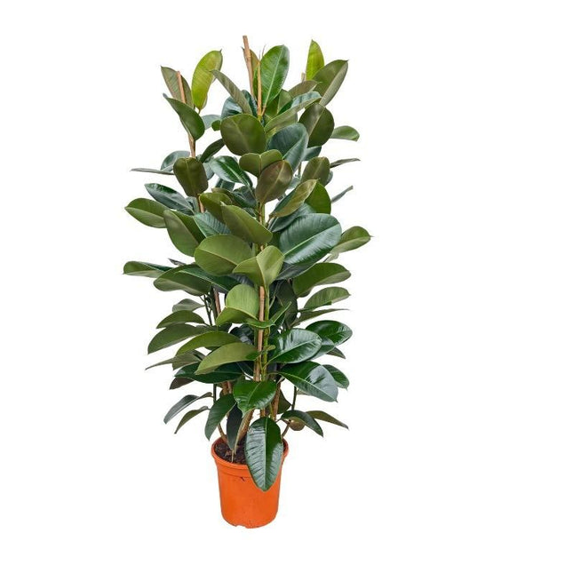 Ficus Elastica Robusta struik - ↕140cm - Ø27