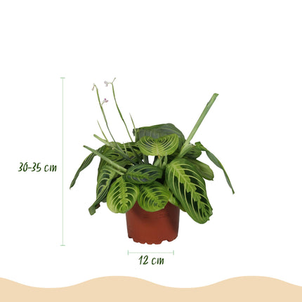 Maranta Fascinator Lemon Lime - Gebedsplant - met witte plantenpotten - ↕25cm - Ø12cm - 4x