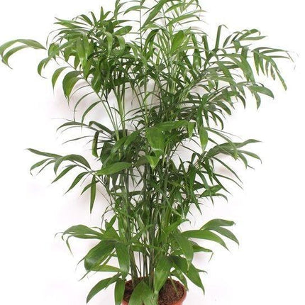 Chamaedorea Seifrizii - ↕160-170 cm
