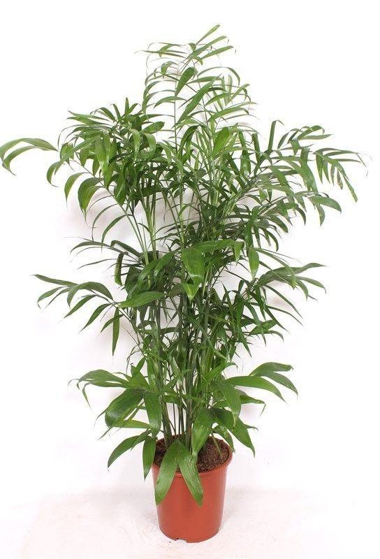 Chamaedorea Seifrizii - ↕160-170 cm