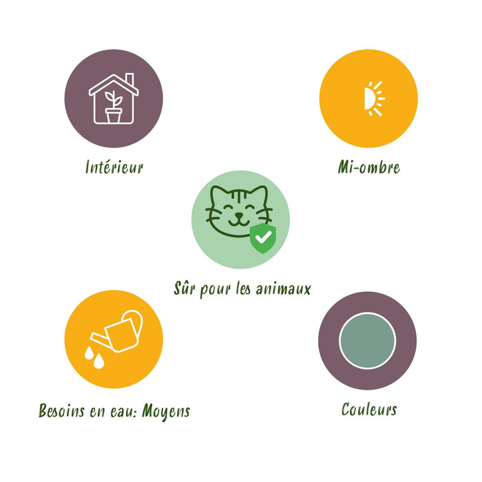 Phlebodium aureum Blue Star - Blauwe Varen - met Mand - ↕25cm - Ø12cm