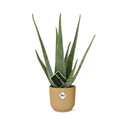Aloe Vera 12cm in elho Vibes Fold Ø14cm giallo - ↕40-50cm