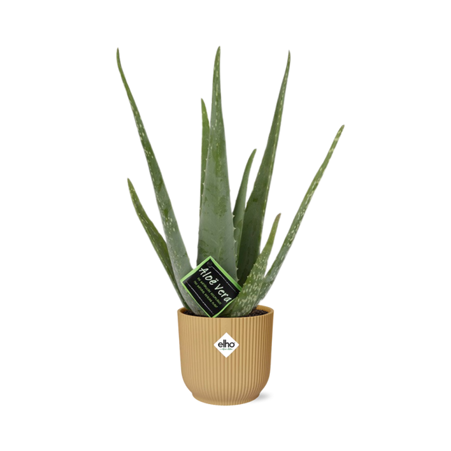 Aloe Vera 12cm i elho Vibes Fold Ø14cm gul - ↕40-50cm