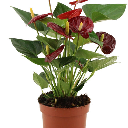 Anthurium Calon - ↕36cm - Ø12cm