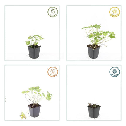 Geranium 'Tiny Monster' - Ooievaarsbek - ↕10-25cm - Ø9cm - 24x