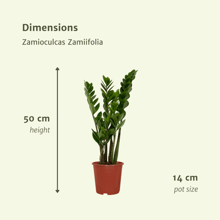Zamioculcas Zamiifolia - ZZ Plant - ↕50cm - Ø14cm - 2x