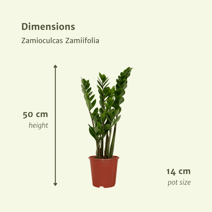 Zamioculcas Zamiifolia - ZZ Plant - ↕50cm - Ø14cm - 2x