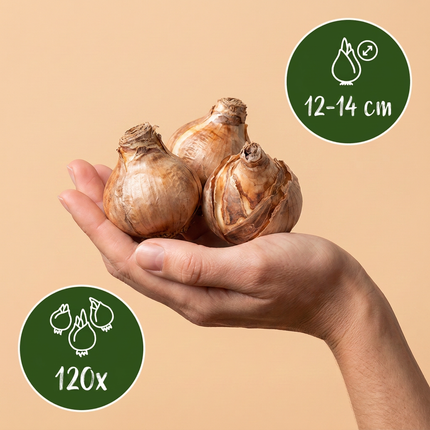 120x Narcissus large Cupped mix - Bloembollen - Grootbloemige narcis mix - Geel en Wit - Voorjaarsbloeier - Bolmaat 12/14