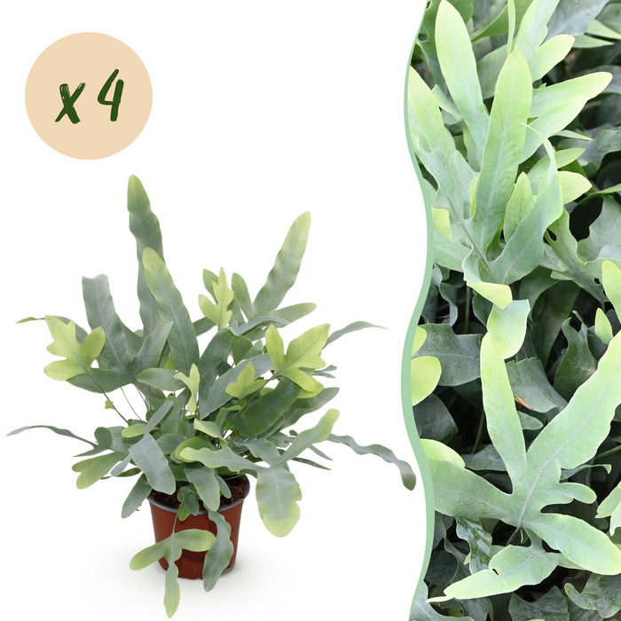 Phlebodium aureum Blue Star - Blauwe Varen - Huisdiervriendelijk - Blauw - 4 Planten - Pot 12cm - Hoogte 25-30cm
