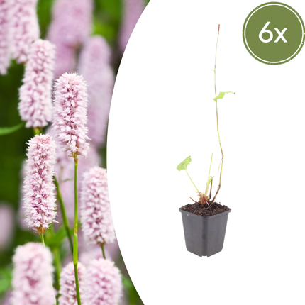 Persicaria bistorta - Adderwortel - ↕10-25cm - Ø9cm - 6x