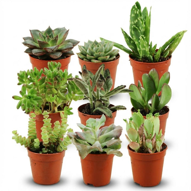 Mélange de mini-succulentes - ↕5-10 cm - Ø5,5 cm - 9x