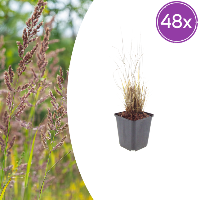 Calamagrostis brachytricha - Hierba diamante - ↕10-25cm - Ø9cm - 48x
