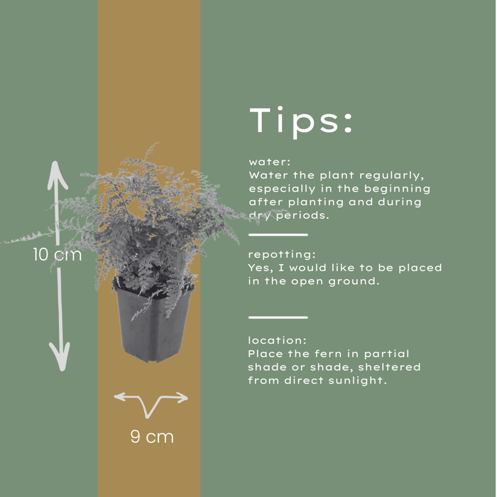 12x Polystichum set. 'Herrenhausen'- ↕10-25cm - Ø9cm
