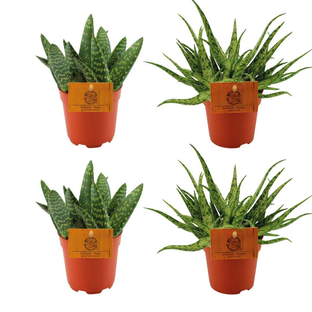 Aloe Paradisicum 2x + Aloe Spider 2x - ↕10cm - Ø10.5cm