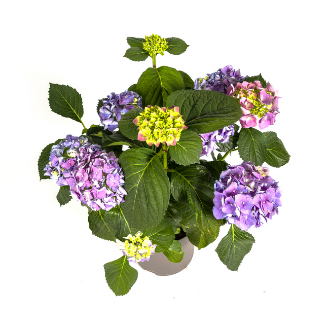 Hydrangea Macrophylla Blue - ↕70-80cm - Ø24cm