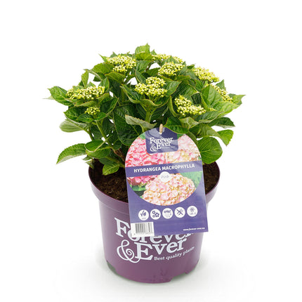 Hortensia - Hydrangea Forever & Ever - Roze - 7-12 Bloemen - ↕55cm - Ø23cm
