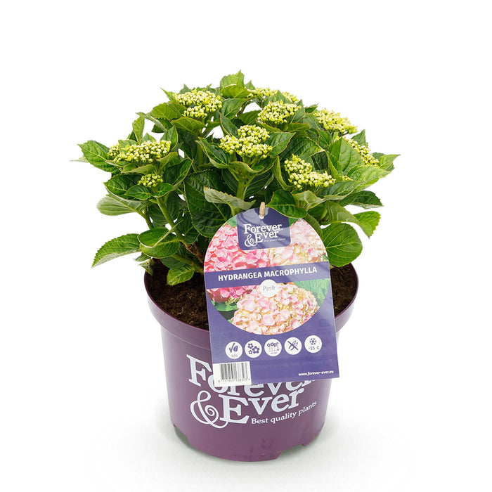 Terrasplant - Hortensia - Hydrangea Forever & Ever - Roze - 7-12 Bloemen - Pot 23cm Hoogte 55cm