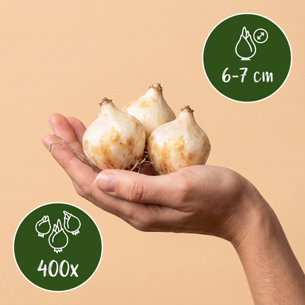 400x Muscari White Magic - Bloembollen - Witte druifhyacint - Wit - Verwilderingsbol - Bolmaat 6/7