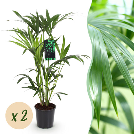 Howea Forsteriana - Kentia Palm - ↕80-85cm - Ø19cm - 2x