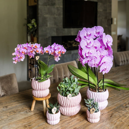 Kolibri Orchids | Roze Phalaenopsis Orchidee - Mineral Antwerpen in Horizon Sierpot Lichtroze - Ø9 cm