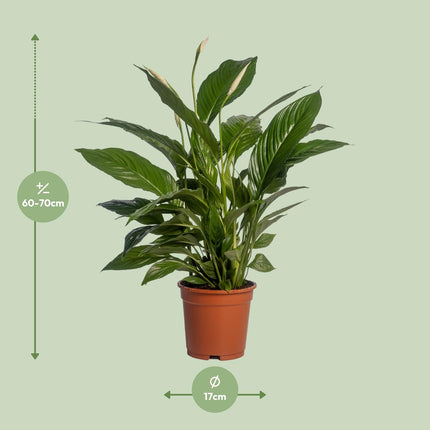 Spathiphyllum Vivaldi - Pianta di Spathiphyllum Vivaldi - ↕70cm - Ø17cm
