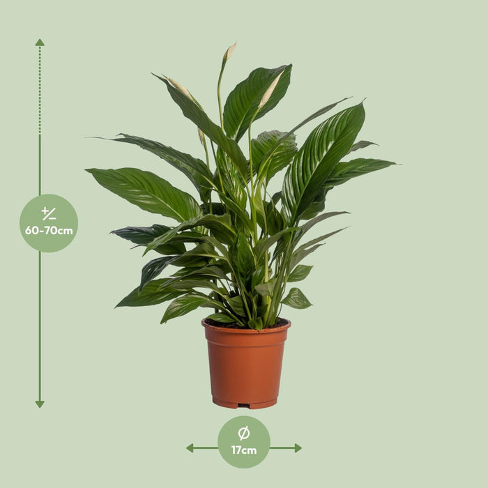 Spathiphyllum Vivaldi - Lepelplant - ↕70cm - Ø17cm