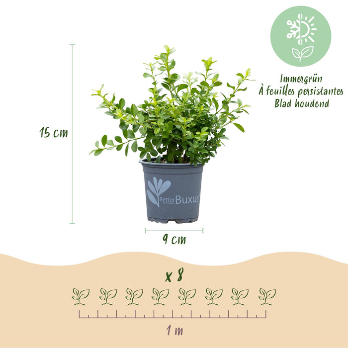 Green boutiQ – Buchsbaumhecke – BetterBuxus Babylon Beauty – Resistent gegen Buchsbaumpilz – 16 Pflanzen – 2 laufende Meter – Topf 9 cm, Höhe 20–25 cm