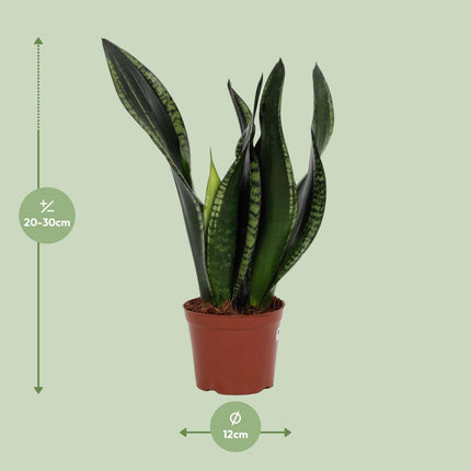 Sansevieria Whitney - Vrouwentong - ↕27cm - Ø12cm