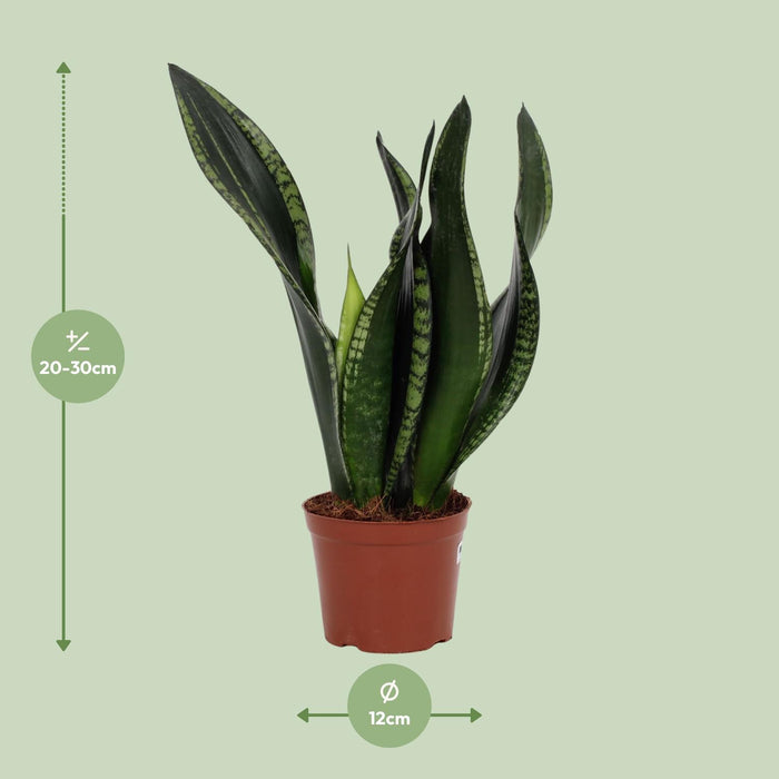 Sansevieria Whitney - Vrouwentong - ↕27cm - Ø12cm
