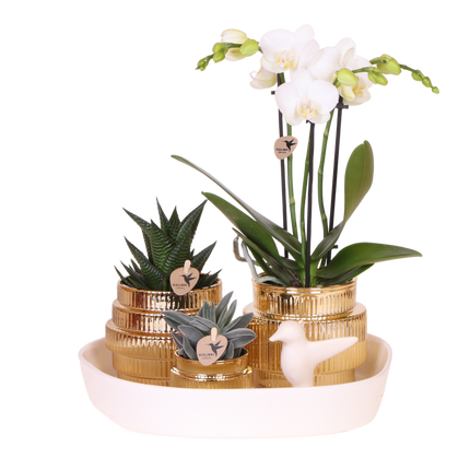 Kolibri Orchids | Gift Set Allure Shiny Goud - Witte Phalaenopsis Orchidee Mineral Amabilis & Succulenten