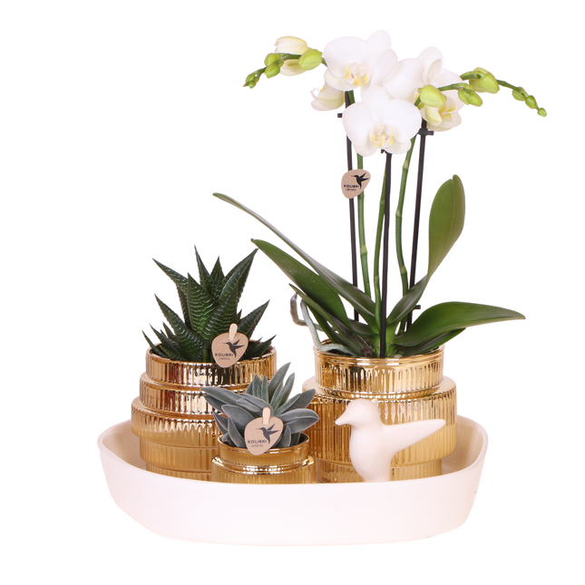 Kolibri Orchids | Gift Set Allure Shiny Goud - Witte Phalaenopsis Orchidee Mineral Amabilis & Succulenten